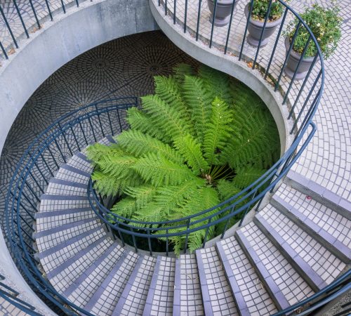 Large fern growing at the base of a spiral staircase, Embarcadero Center, San Francisco